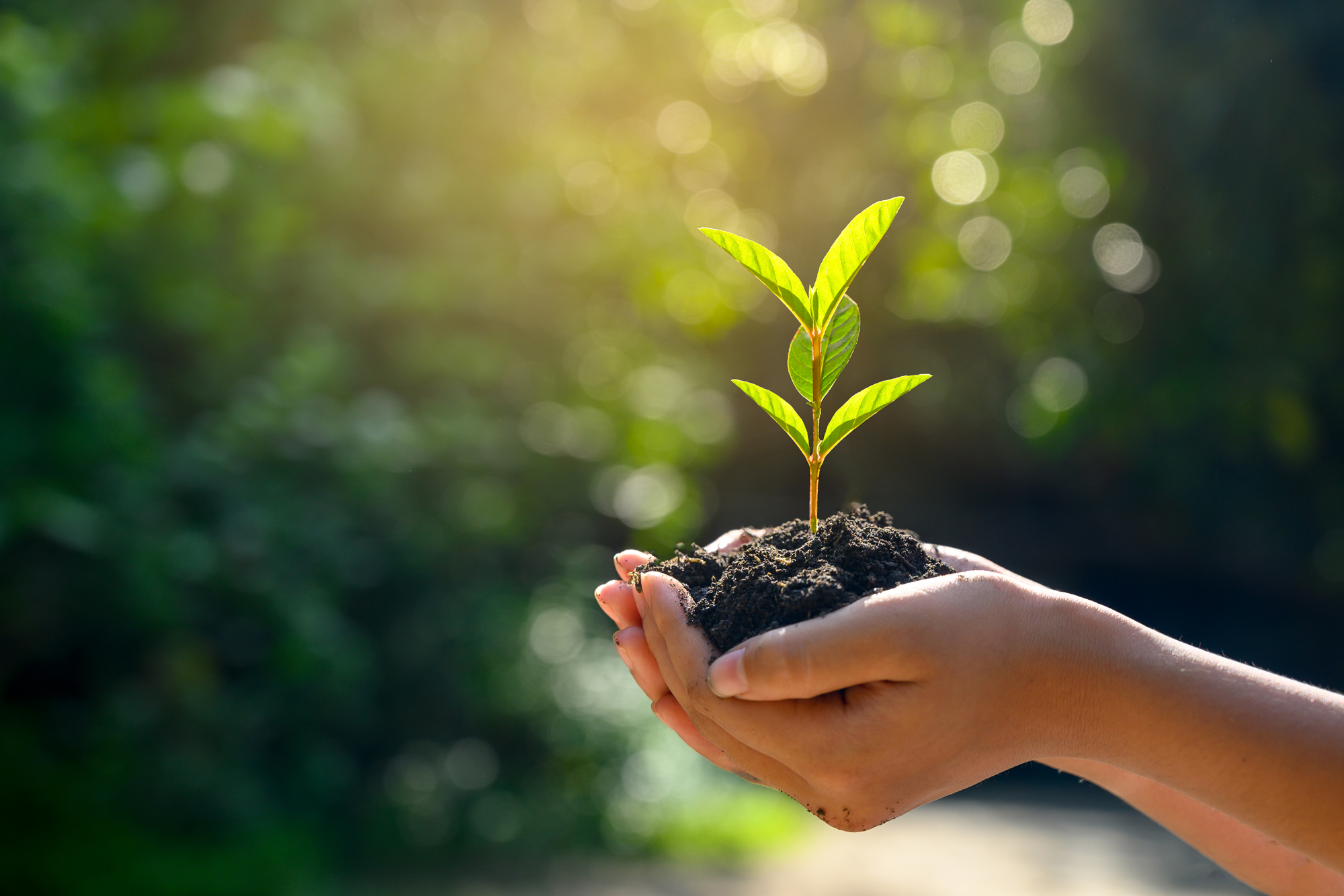 In the hands of trees growing seedlings. Bokeh green Background Female hand holding tree on nature field grass Forest conservation concept